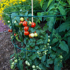 Tentadores tomates - De buen corazón