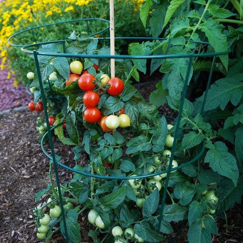 Tentadores tomates - De buen corazón