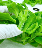 Semillas de planta de hielo de cristal