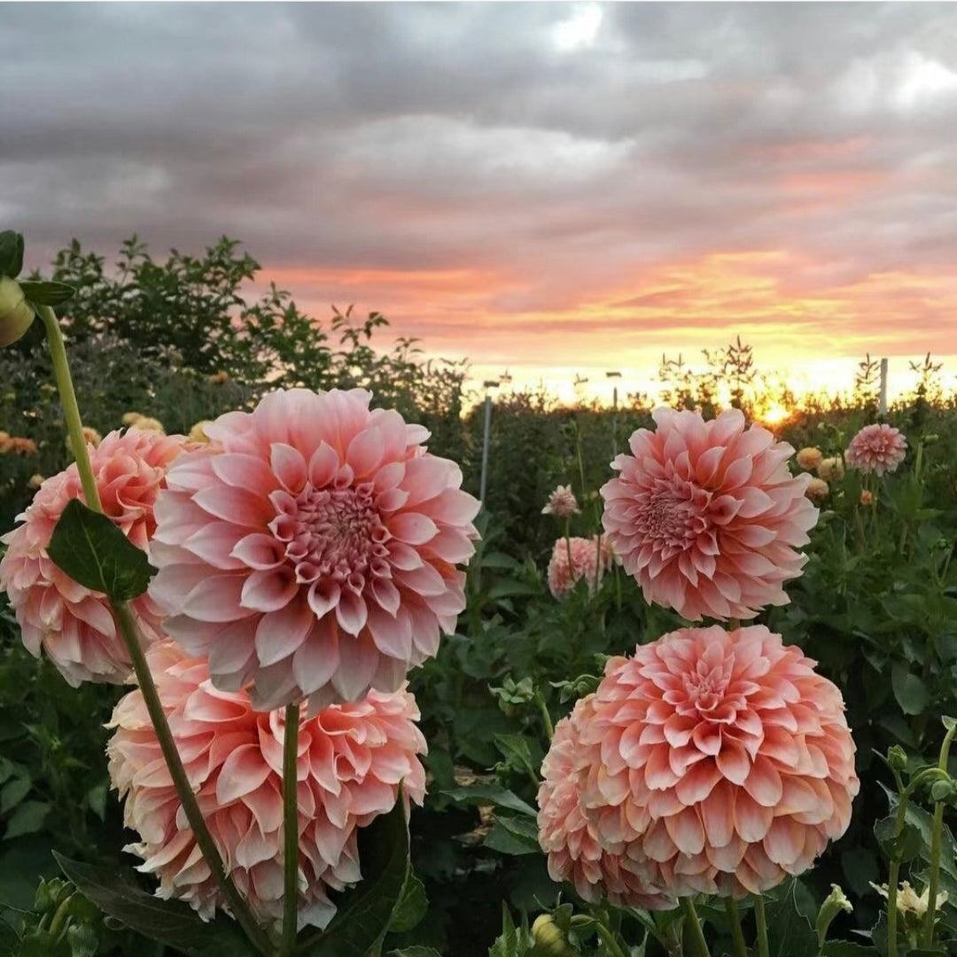 Semillas de Dalia - Símbolo de Belleza Espectacular