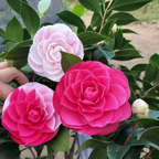 Camelia Roja de Cinco Colores
