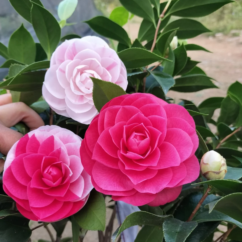 Camelia Roja de Cinco Colores