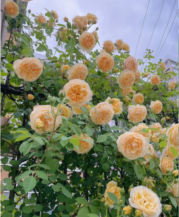 Promoción de primavera 49% DE DESCUENTO - 🌱Semillas de rosal trepador