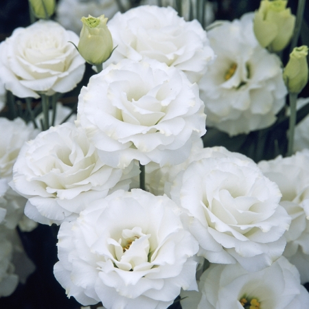 Semillas de Eustoma Russellianum