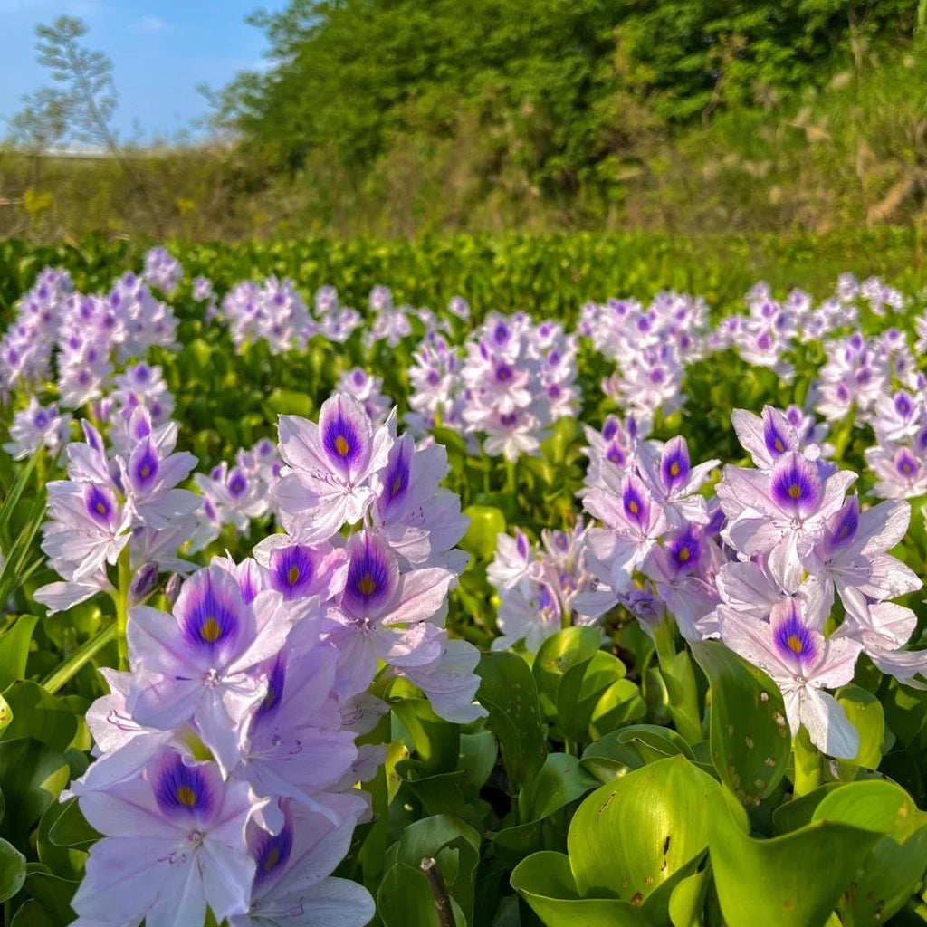 🌺Jacinto de agua - "La corona de flores violetas que embellece el mundo"🧚‍♀️🌿