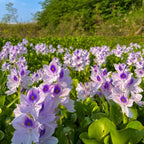 🌺Jacinto de agua - "La corona de flores violetas que embellece el mundo"🧚‍♀️🌿