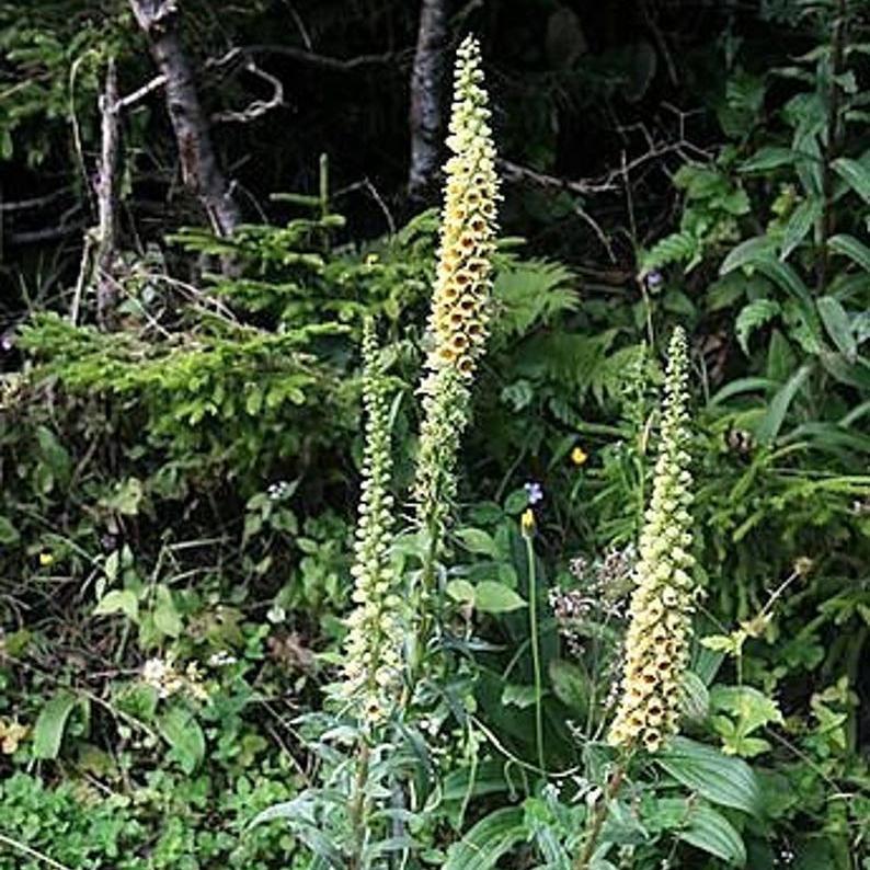 DIGITAL Dedalera Zorro Óxido Semillas Amarillas Herald de Colibrí Digitalis Ferruginea