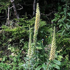 DIGITAL Dedalera Zorro Óxido Semillas Amarillas Herald de Colibrí Digitalis Ferruginea
