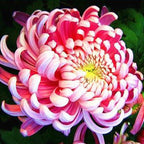 Sweet Pink Helichrysum Strawflower Seeds