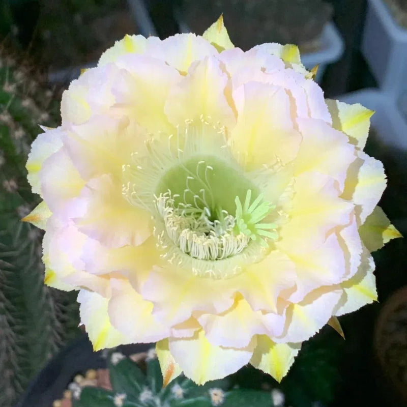Mezcla de especies de cactus Echinopsis en floración 🌵🌸