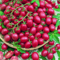 Tomate Cherry Rosa Uva