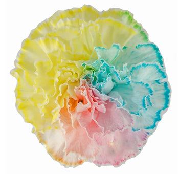 Claveles de Colores Mezclados