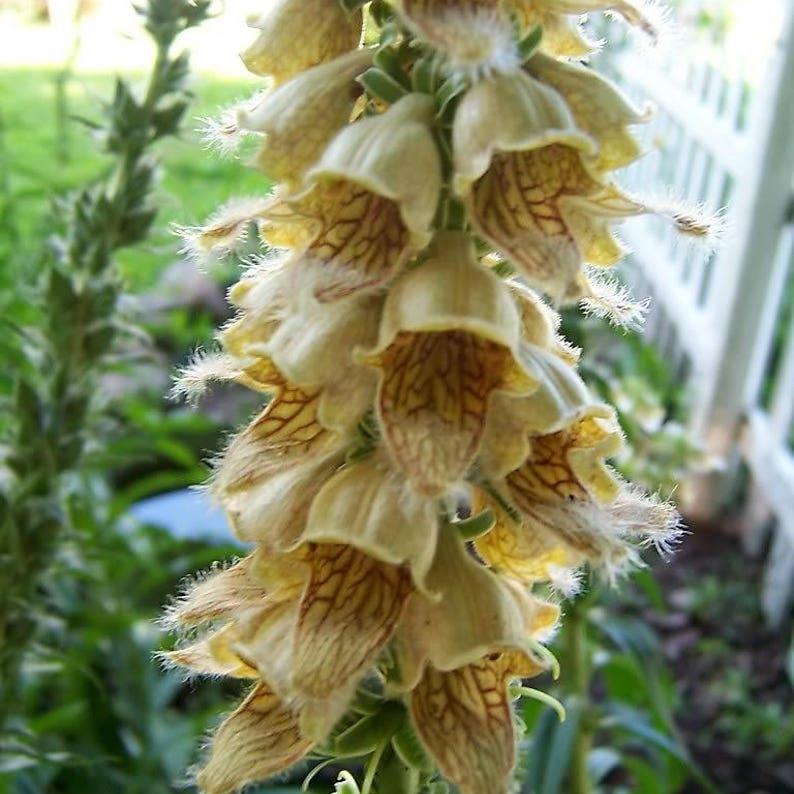 DIGITAL Dedalera Zorro Óxido Semillas Amarillas Herald de Colibrí Digitalis Ferruginea