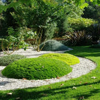 🌳Semillas de Sagina subulata para jardín y césped