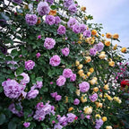 [ Repeat Blooming]🌹Climbing Rose Seeds - Luck Rises