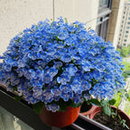 Semillas de Lobelia - Una de las mejores plantas para bordes