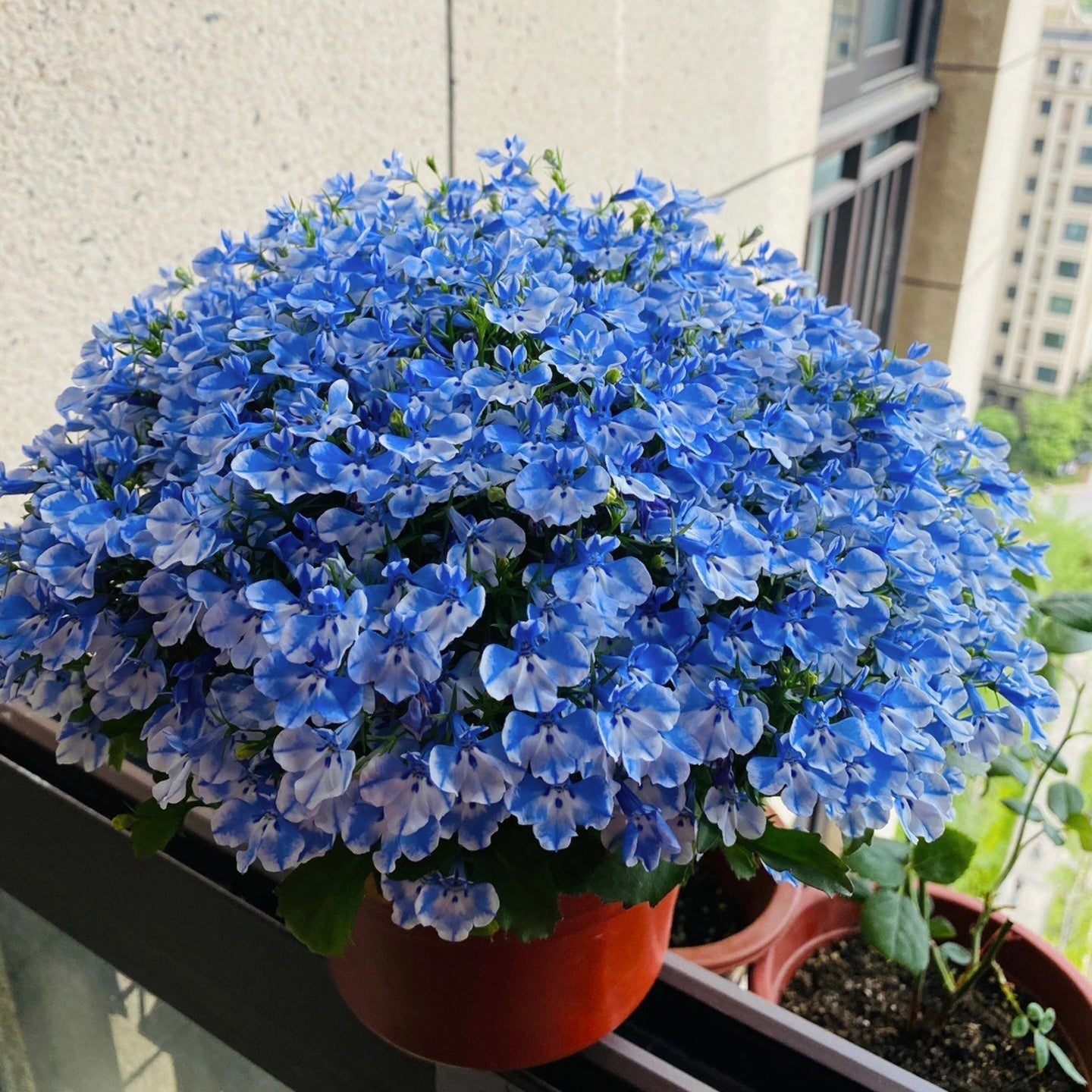 Semillas de Lobelia - Una de las mejores plantas para bordes