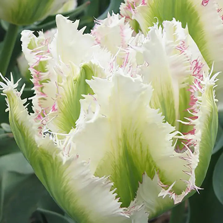 Semillas de tulipán de color raro para bonsái #7
