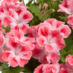 Candy Flowers Peach Cloud Seeds