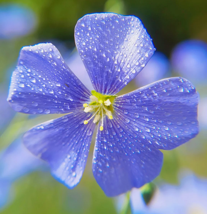 Semillas de Lino Azul Perenne, Linum Perenne