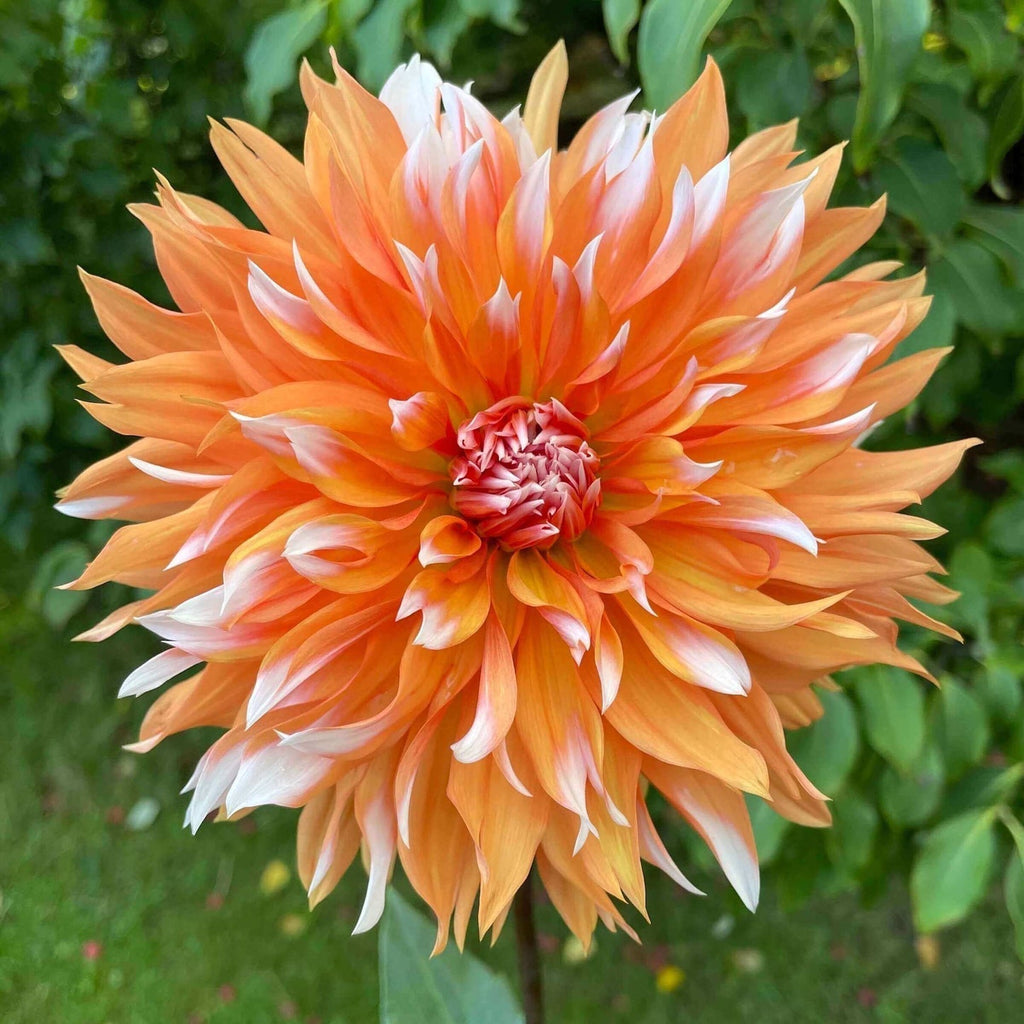 💐Semillas de Dalias de Colores-El Poder de la Vida