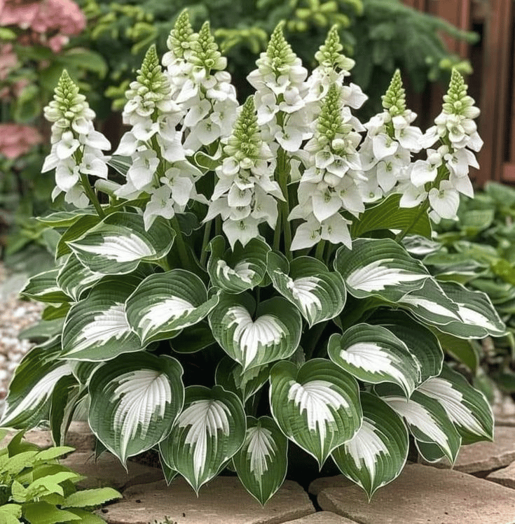 Hosta Magic 🌿Rare Hosta Seeds🌿
