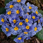 Semillas de prímula "Cebra Azul"