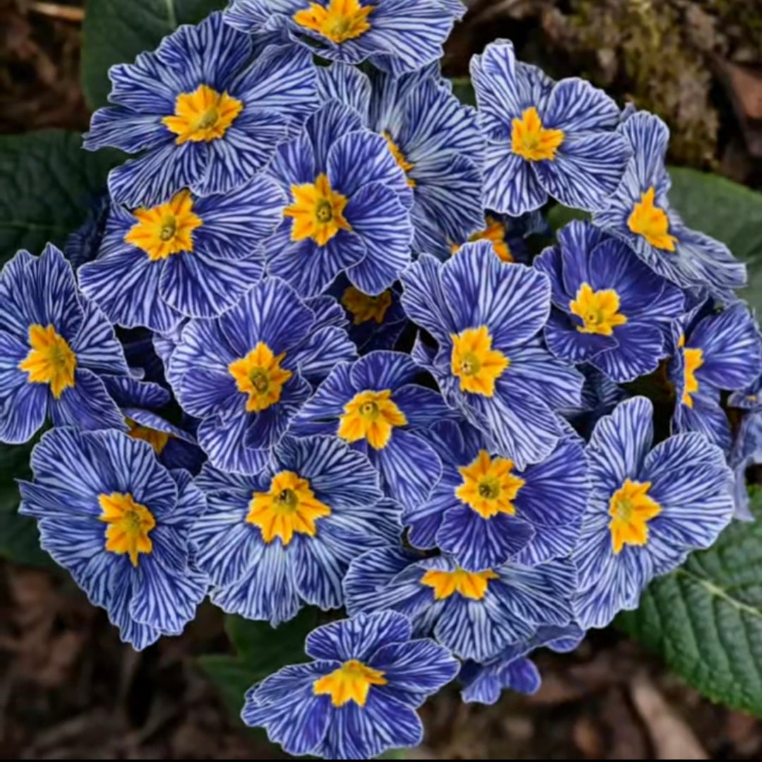 Semillas de prímula "Cebra Azul"