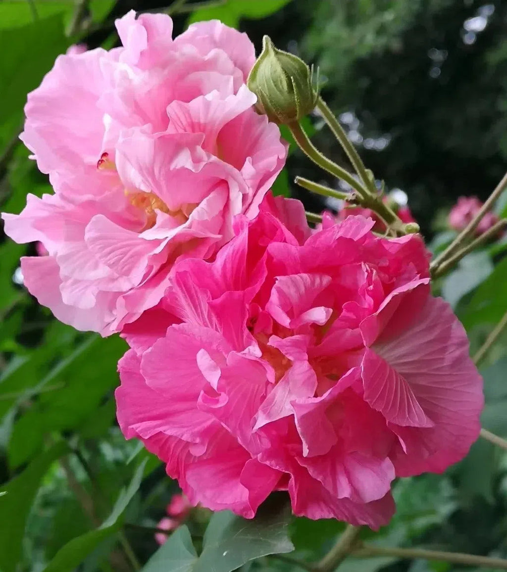 🌸Hibisco Borracho - Cambia de Color Tres Veces al Día