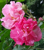 🌸Hibisco Borracho - Cambia de Color Tres Veces al Día