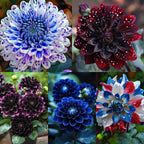 🌸Captivating Starry Night Dahlia 🌸