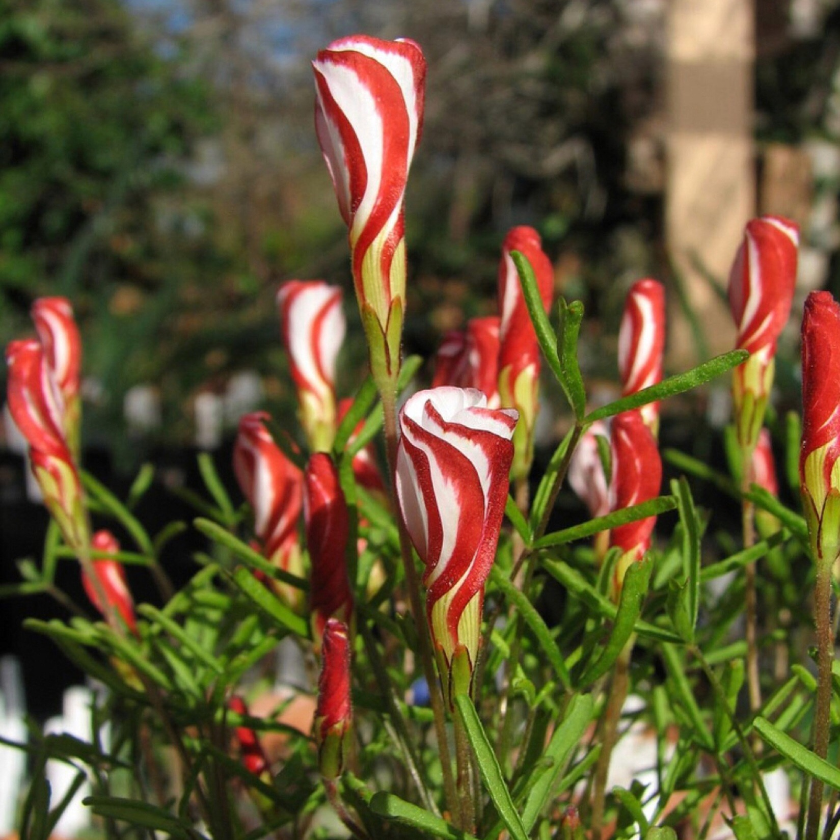 Oxalis Versicolor (Acedera de Bastón de Caramelo)