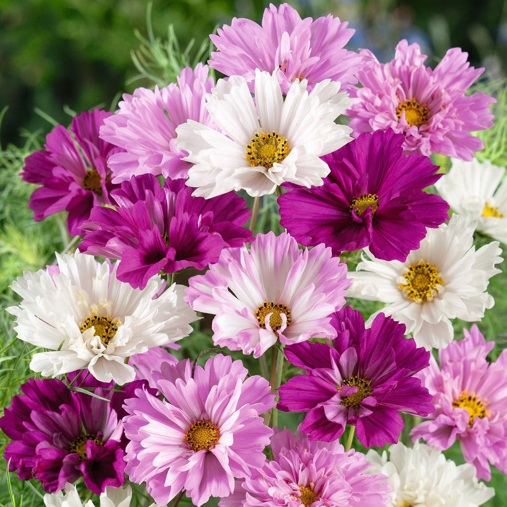 🌸Semillas de Cosmos Doble-Flor de la Felicidad