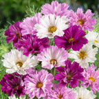 🌸Semillas de Cosmos Doble-Flor de la Felicidad