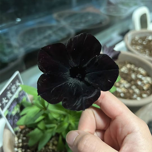 Semillas de petunia Black Velvet