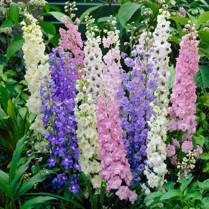 🌼Semillas de Delphinium de Flores Grandes