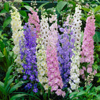🌼Semillas de Delphinium de Flores Grandes