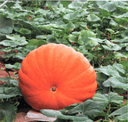 Semillas de calabaza raras y exóticas