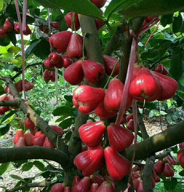 Semillas de fruta de manzana de cera🍹