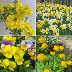 Exclusive Yellow Wildflower Seed Mix