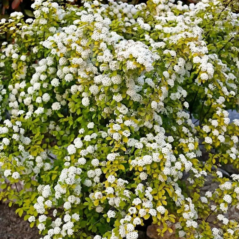 💛Spiraea Golden Fountain