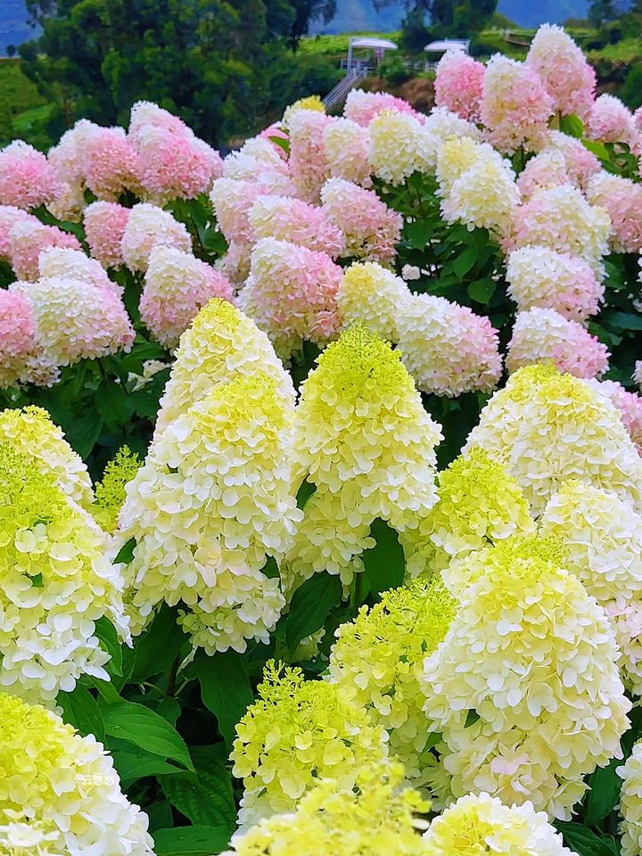 Semillas de flores de hortensia paniculata 💞 Semillas de flores para jardín en casa