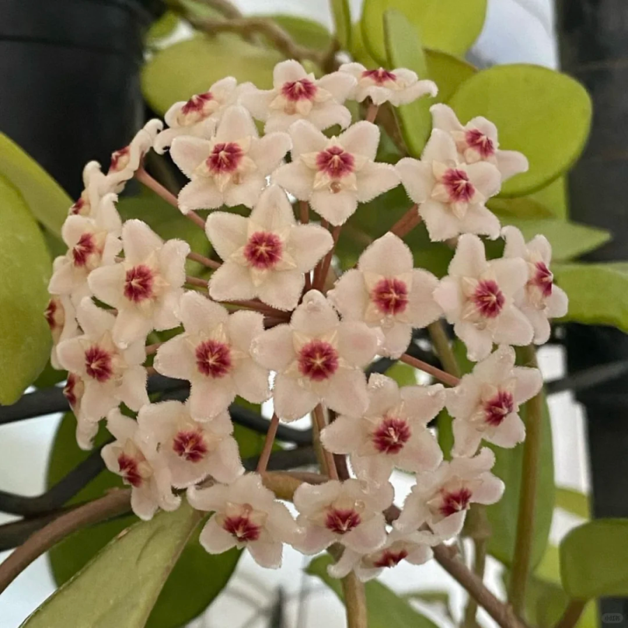 ⭐️Semillas de flores Hoya Carnosa | Bola de flores en forma de estrella
