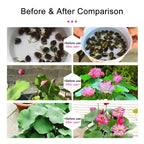 Bowl Lotus Nutrient Solution -Universal Water Soluble Fertilizer