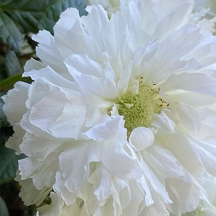 Semillas de Rosa Blanc Double de Coubert