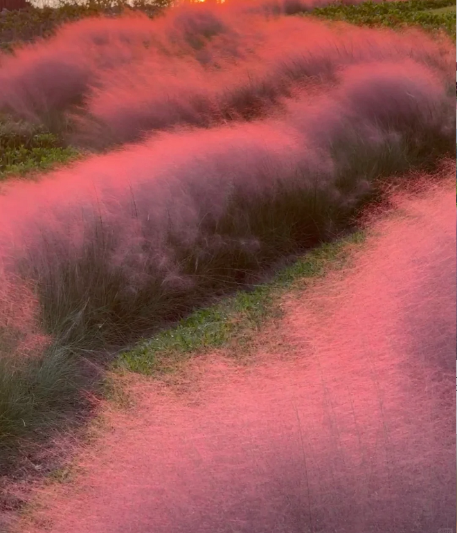 Semillas de pasto muhly rosa