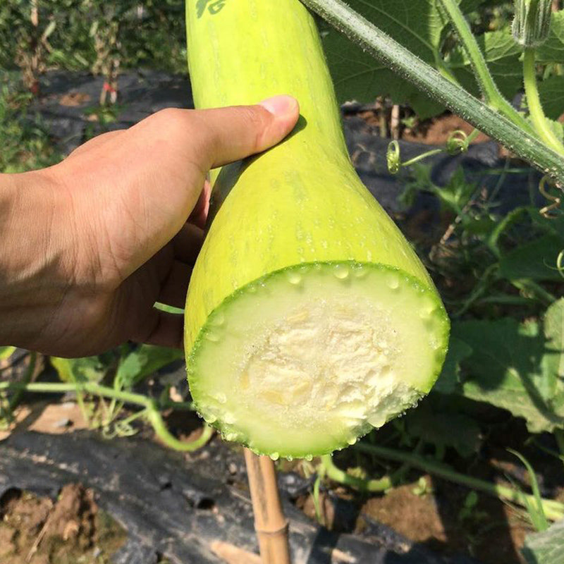 Cortar melón Sembrar semillas de melón