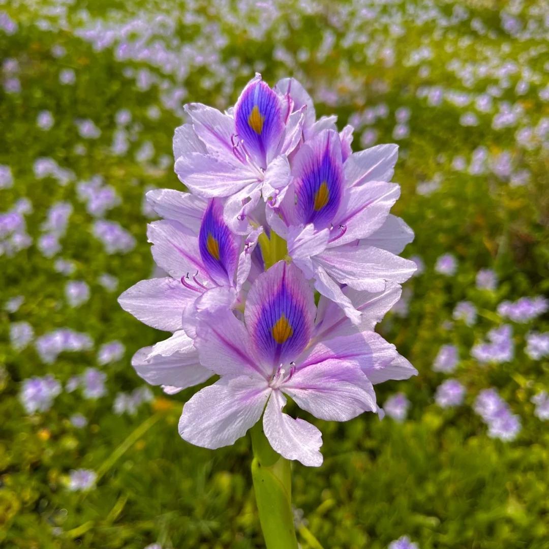 🌺Jacinto de agua - "La corona de flores violetas que embellece el mundo"🧚‍♀️🌿