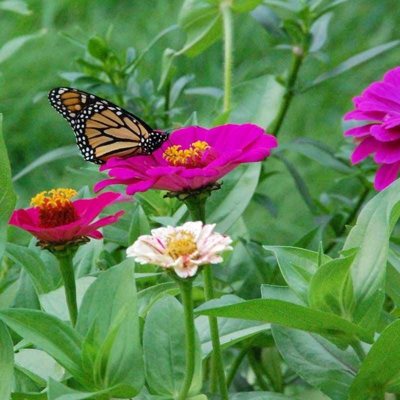 Mezcla de semillas de flores silvestres para mariposa monarca