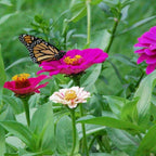Mezcla de semillas de flores silvestres para mariposa monarca